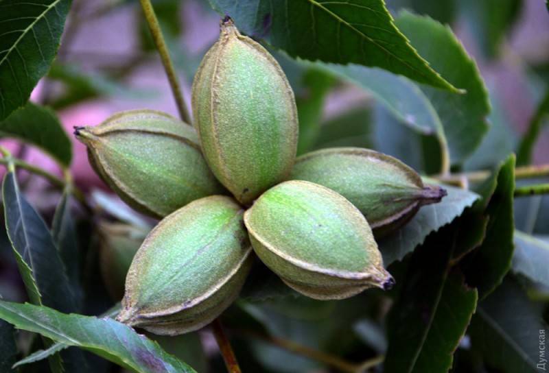 Фрукты и орехи крыма (24 фото): мандарины, персиковые сады и другие виды. когда в крыму созревает черешня? какие орехи растут в крыму?