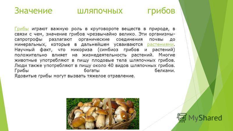 Значение грибов в питании человека