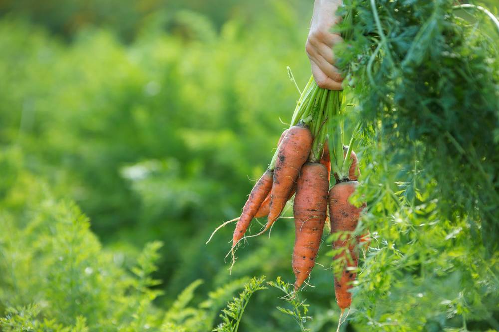 Как вырастить крупную и сладкую морковь? приёмы, агротехника, советы и секреты. фото — ботаничка.ru