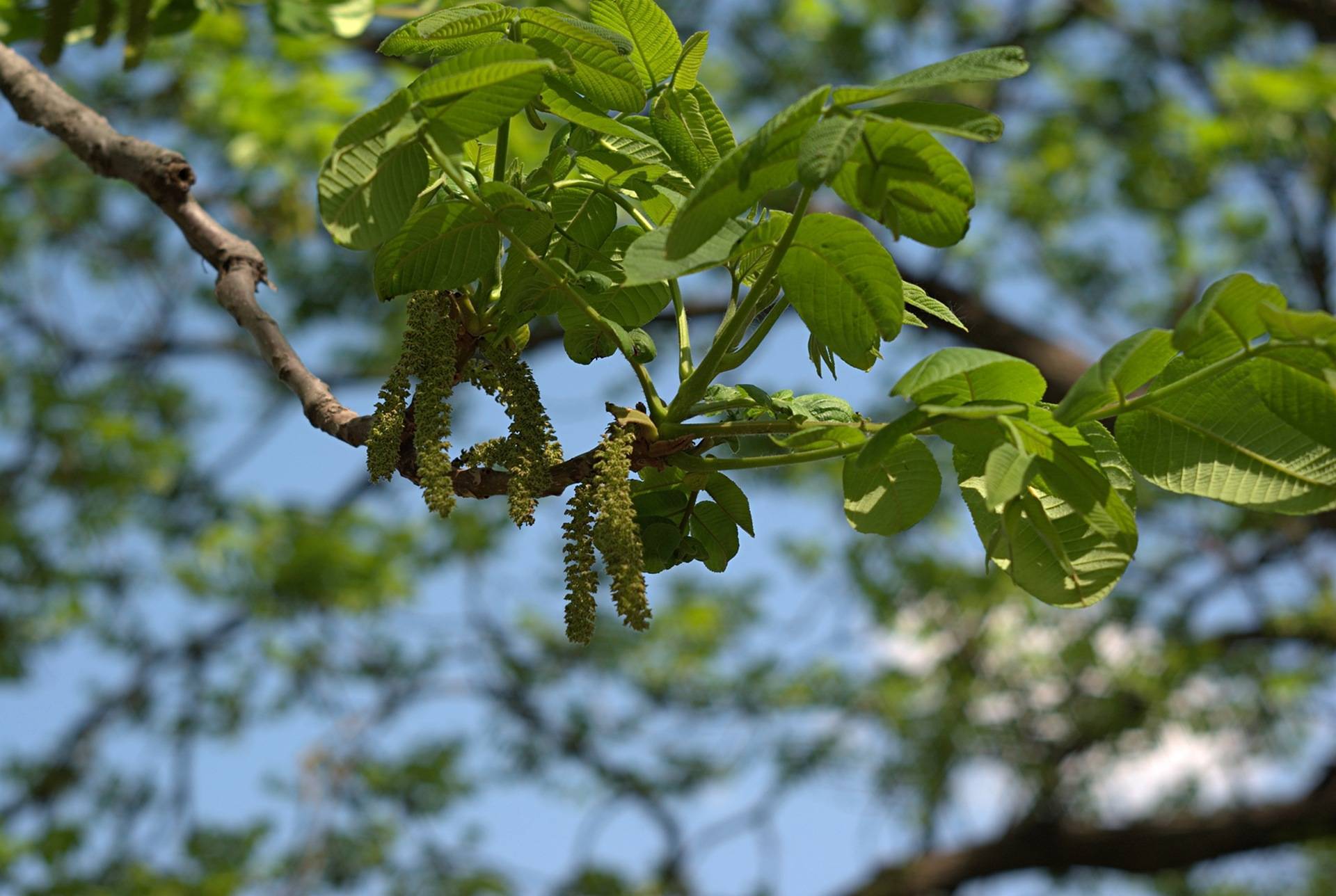 Маньчжурский орех: особенности дерева, посадка и уход
