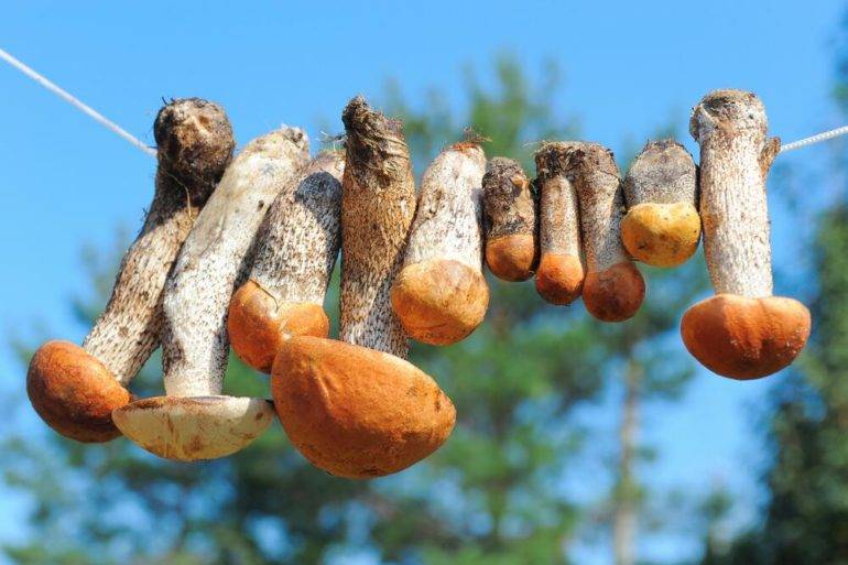 Как сушить грибы? какие грибы сушат? сушка грибов в домашних условиях :: syl.ru