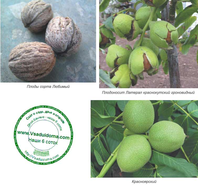 Описание, характеристика и правила выращивания сорта грецкого ореха кочерженко. в чем его польза и вред?
