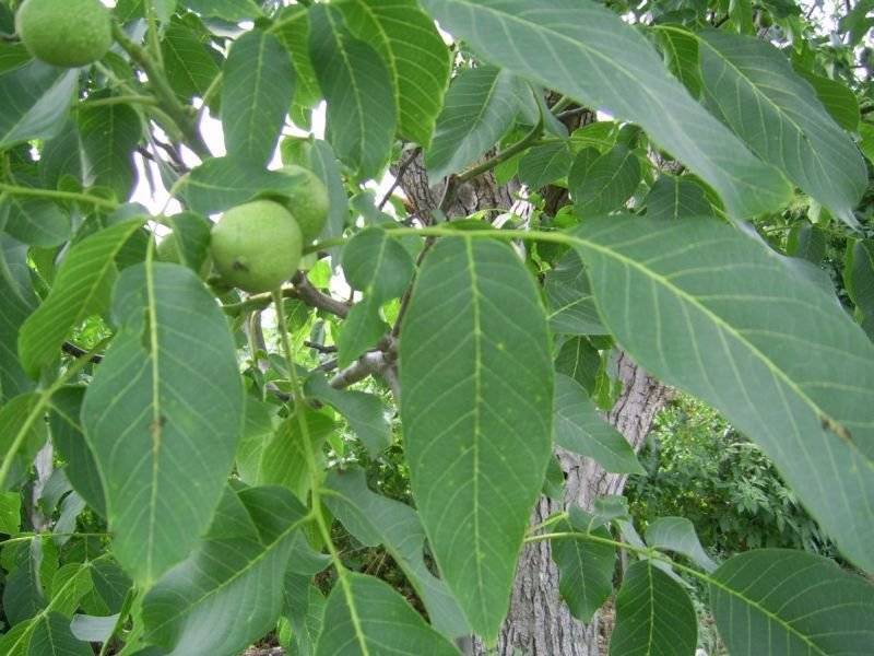 Листья грецкого ореха – лечебные свойства и применение + видео