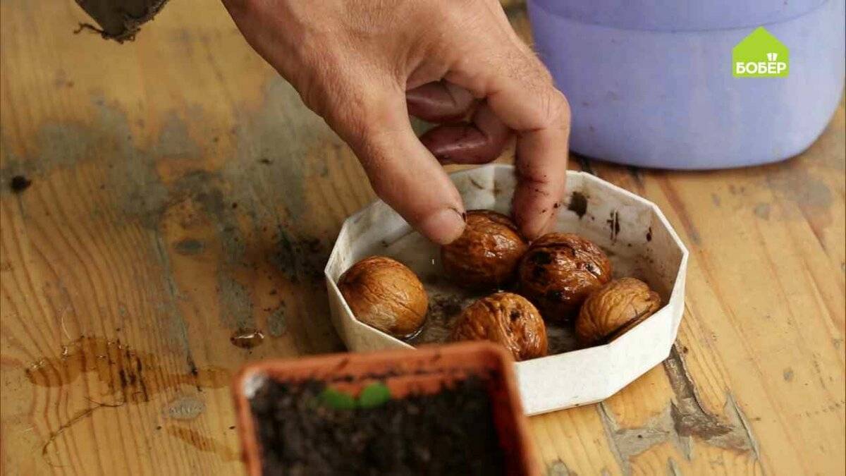 Как посадить (сажать) и вырастить грецкий орех семенамиь в домашних условиях