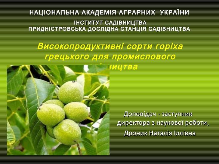 Уникальная разновидность грецкого ореха — сорт кореновский. подробное описание, включая правила выращивания