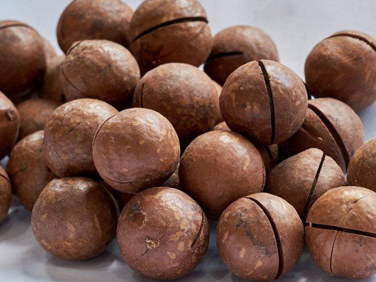 Как растет орех макадамия