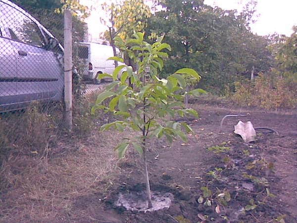 Как вырастить фисташковое дерево в домашних условиях