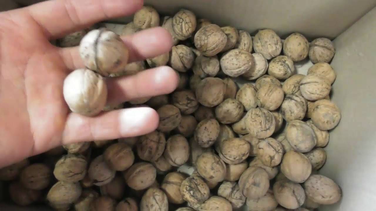 Как хранить грецкие орехи в домашних условиях: очищенные и в скорлупе