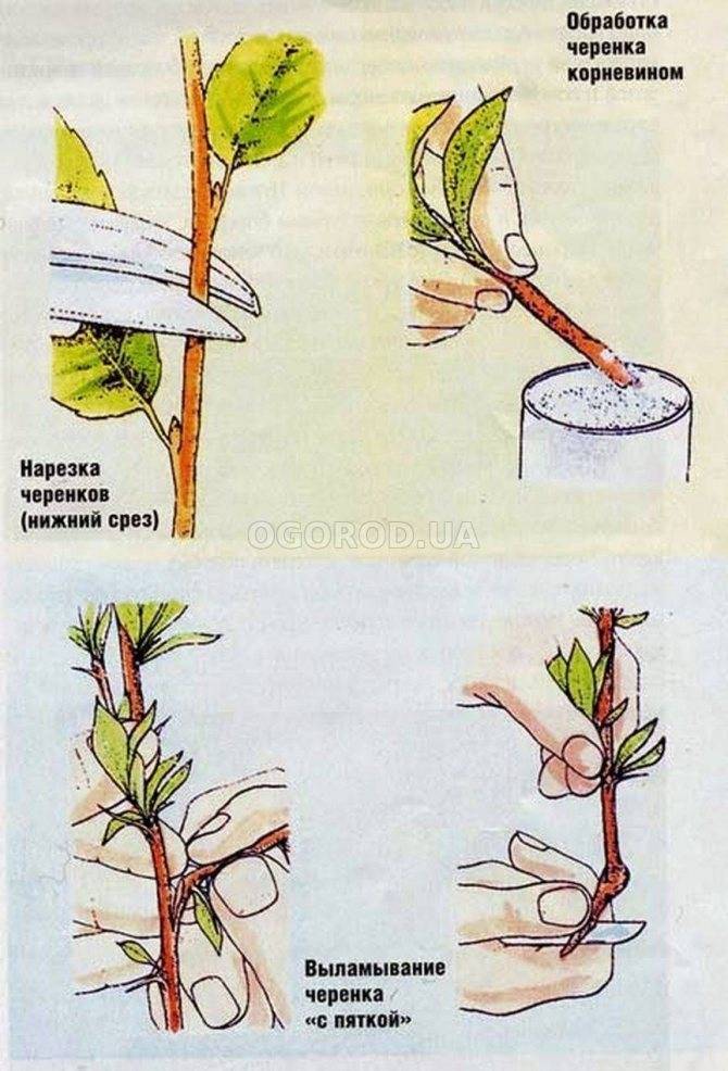 Как размножить денежное дерево? как посадить отросток толстянки? как вырастить ее из листа? размножение денежного дерева черенками в домашних условиях