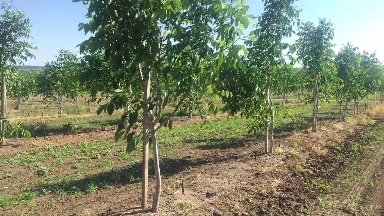 Бизнес план по выращиванию орехов в саду