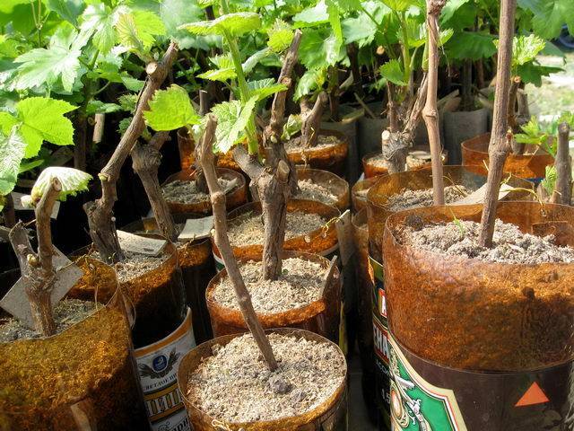 Как растут фисташки: выращивание дерева в домашних условиях