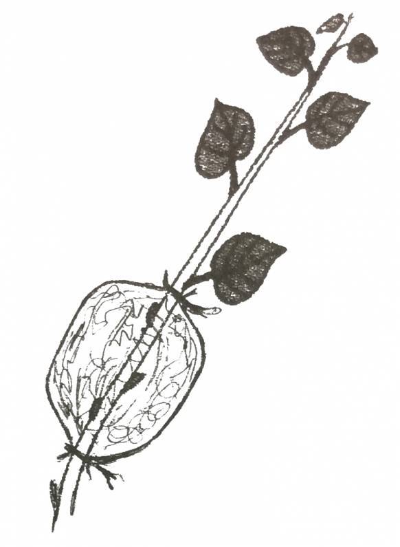 Генлисея хищное растение виды генлисеи с фото и названиями выращивание и уход в домашних условиях