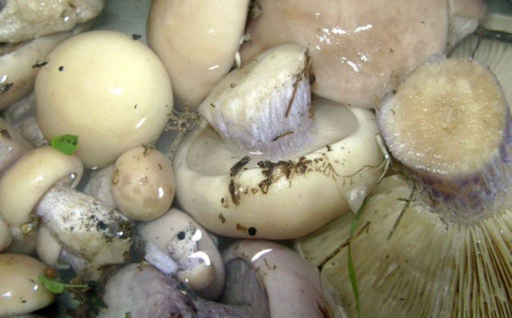 Как вкусно и быстро засолить грибы зеленушки в домашних условиях?
