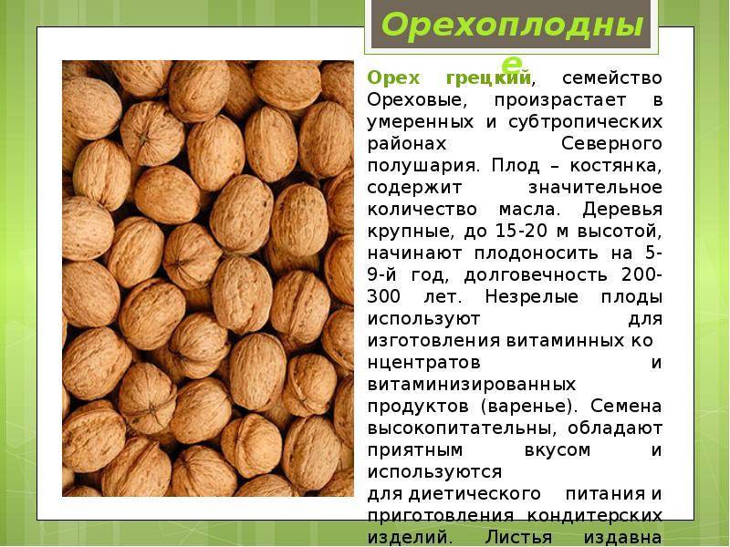 Грецкий орех: выращивание и уход в подмосковье и средней полосе россии