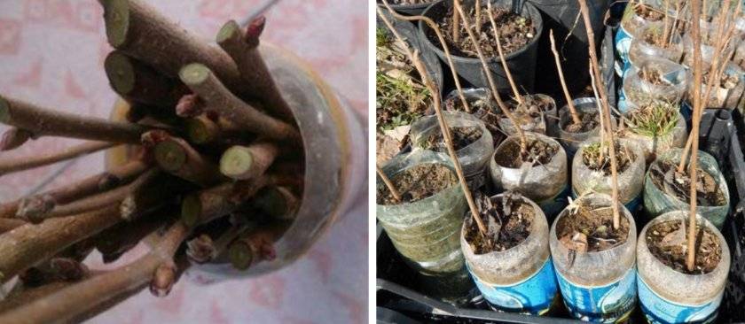 Размножение миндаля летом и осенью черенками и иными способами: пошаговая инструкция, как правильно провести процедуру, чтобы получить новое дерево