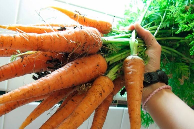 Морковь. основные секреты выращивания
