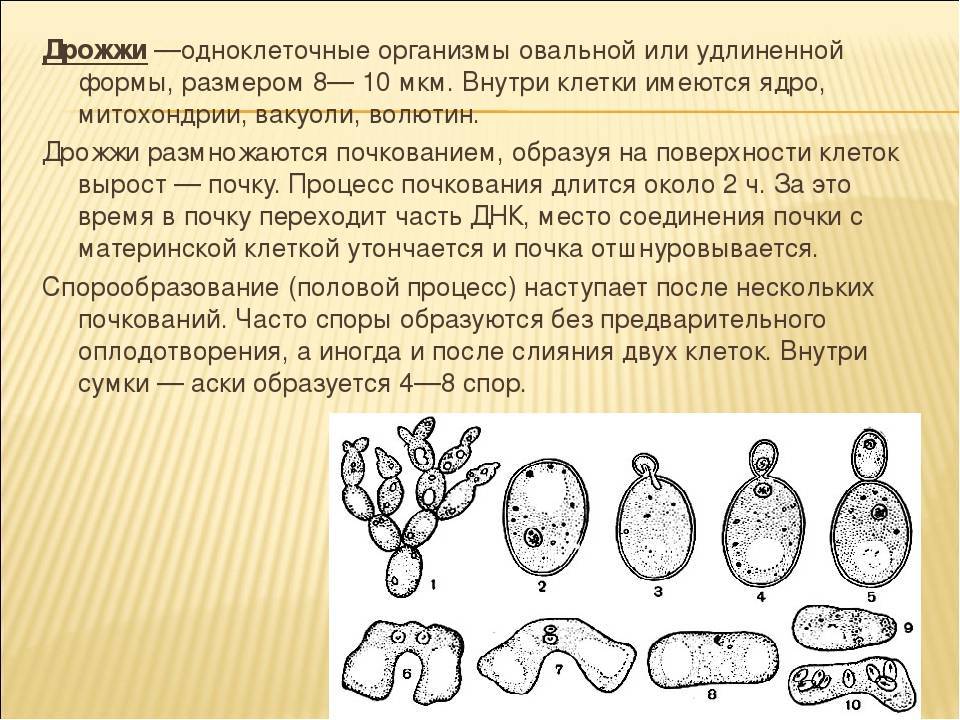 Рассмотрите рисунок с изображением дрожжей какое. Размножение дрожжей микробиология. Формы дрожжей. Одноклеточный организм дрожжи. Разновидности формы дрожжей.