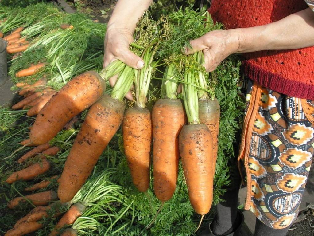 Как получить хороший урожай моркови на supersadovnik.ru