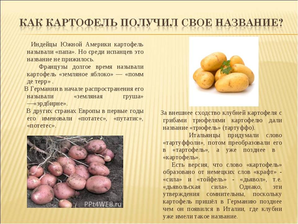 Земляные яблоки пересказ. Картофель презентация. Картошка для презентации. Презентация на тему картофель. Доклад о картошке.