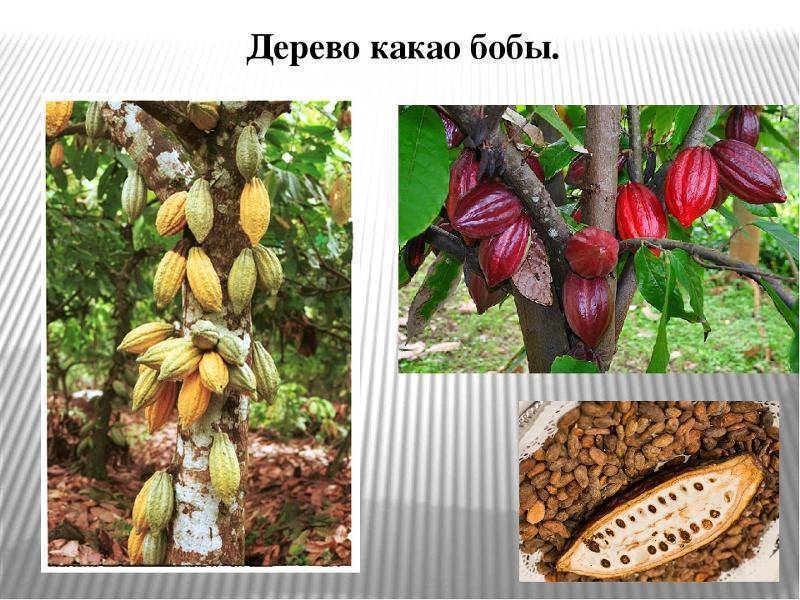 Какао или шоколадное дерево - лечебные свойства и фото