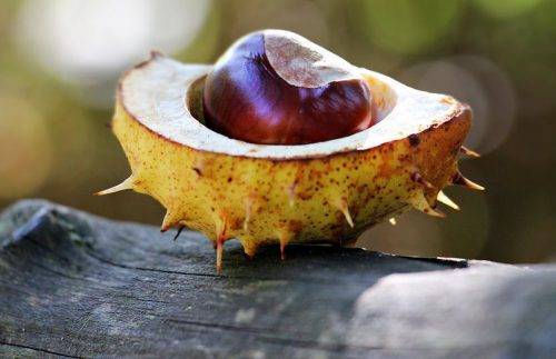 Как посадить каштан из ореха осенью. в открытый грунт