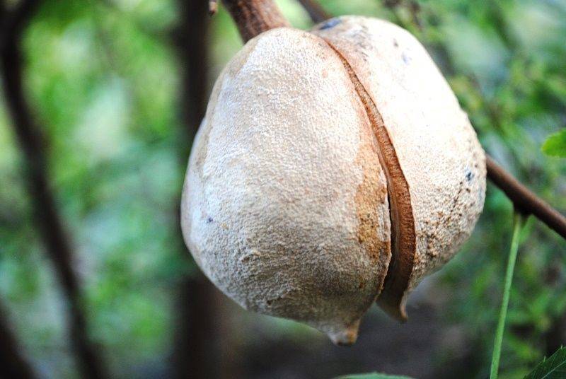 Продаются семена чекалкин орех ксантоцерас рябинолистный  в интернет магазине рембыттехника с доставкой.