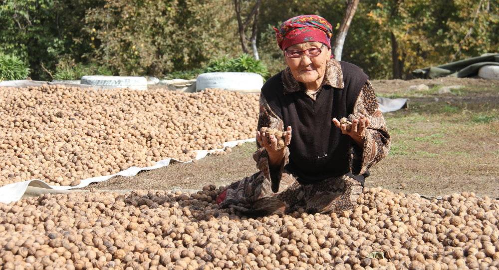 Математика грецкого ореха: как самому составить бизнес-план орехового сада — портал ореховод