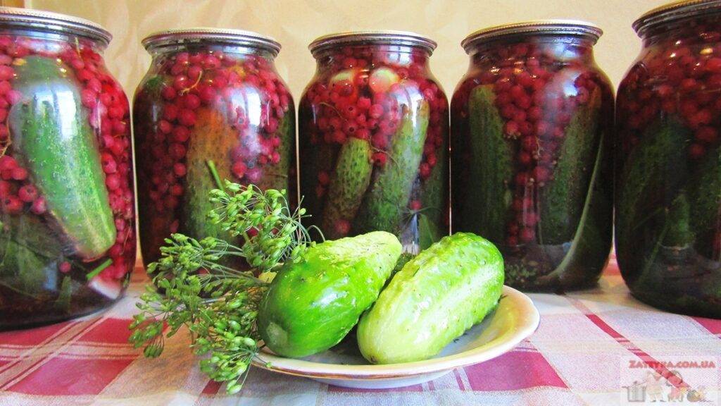 Огурцы с красной смородиной на зиму - рецепты без уксуса, без стерилизации с соком и листьями смородины