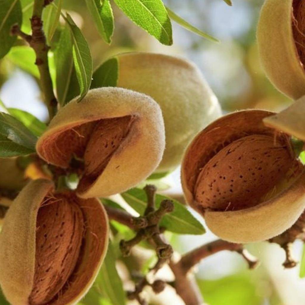 Как растет миндальный орех фото: условия выращивания в саду, сбор урожая и хранение, польза и вред для организма