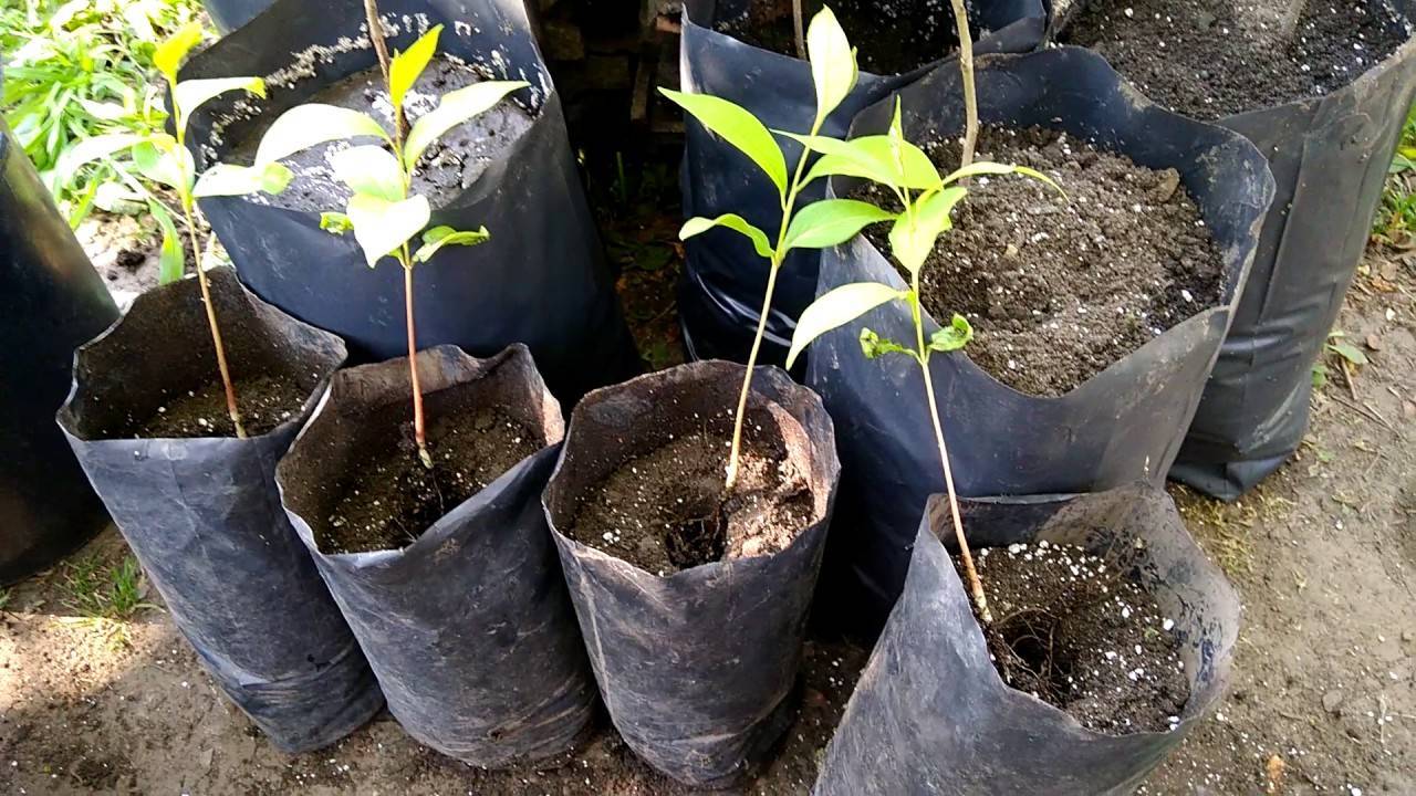 Фисташковое дерево: как растет, посадка и уход в домашних условиях