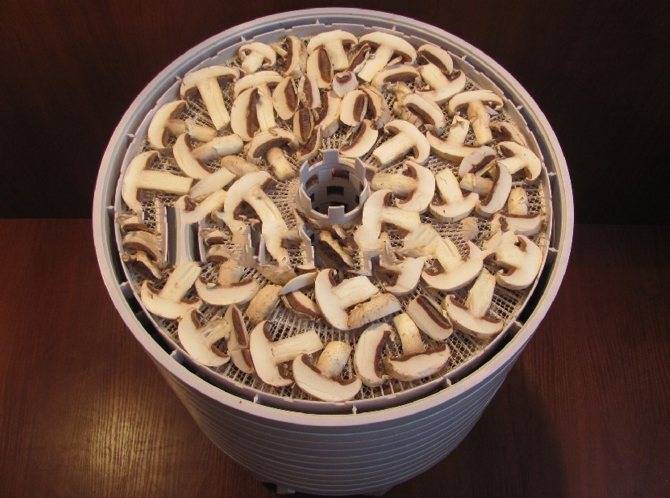 Как сушить белые грибы: правильная сушка в домашних условиях - засушим.ru