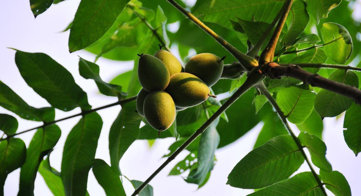 Маньчжурский орех: выращивание, посадка и уход