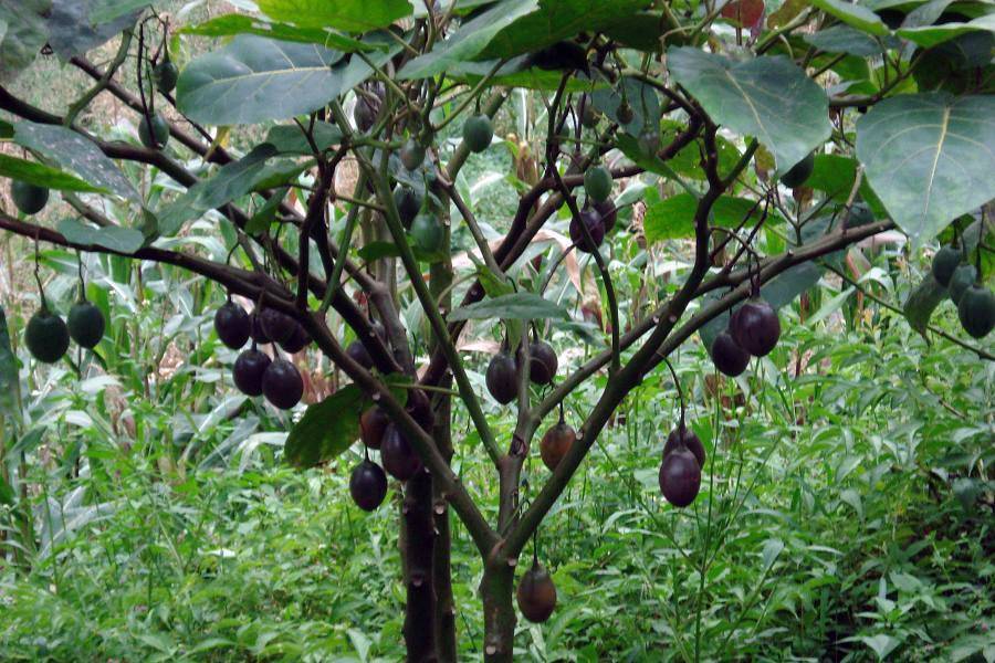 Выращивание грецкого ореха - посадка и уход с упором на скороплодность | сайт о саде, даче и комнатных растениях.