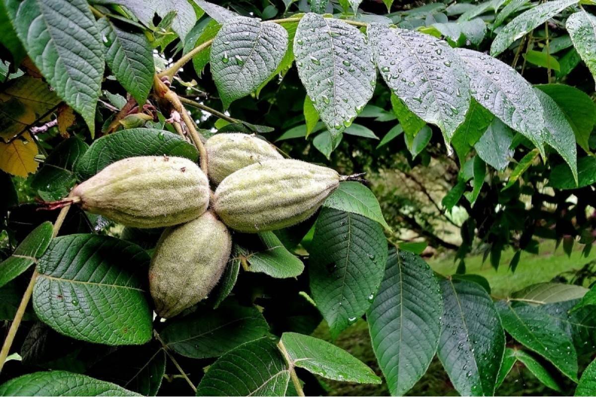 Посадка, выращивание, уход и размножение маньчжурского ореха: как вырастить маньчжурский орех на участке