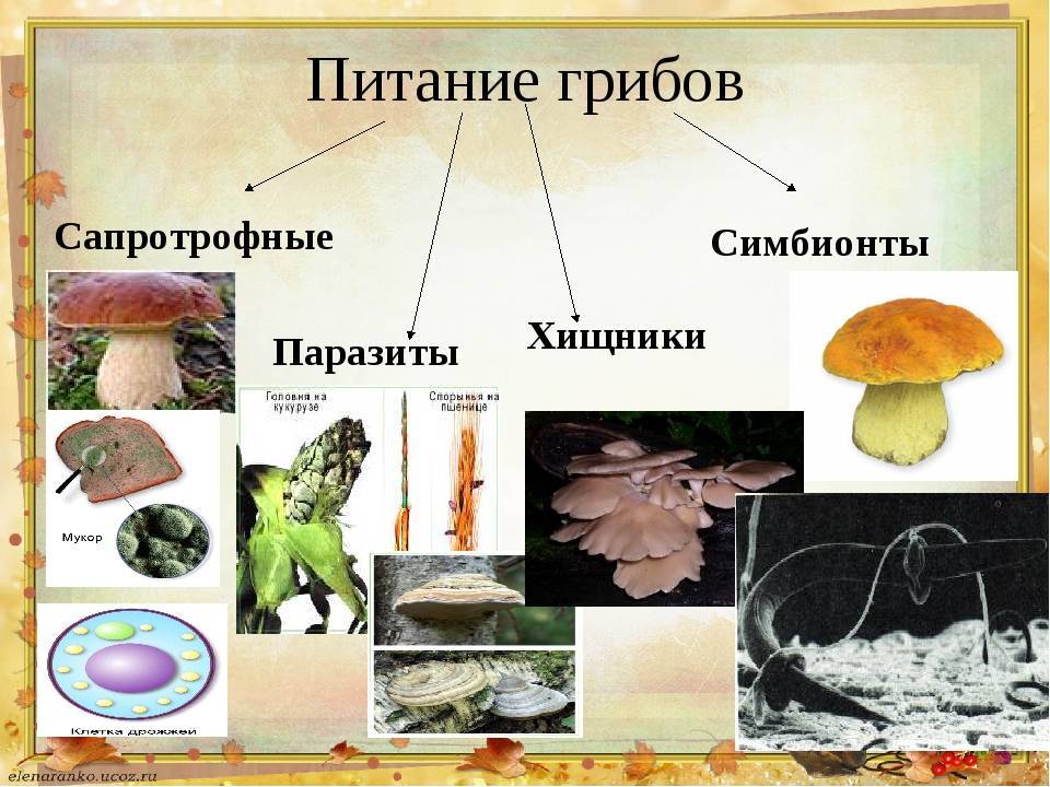 Питание грибов - описание и особенности, способы питания грибов с примерами