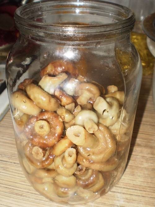 Как солить грибы на зиму в домашних условиях горячим и холодным способом – простые рецепты пошагово с фото