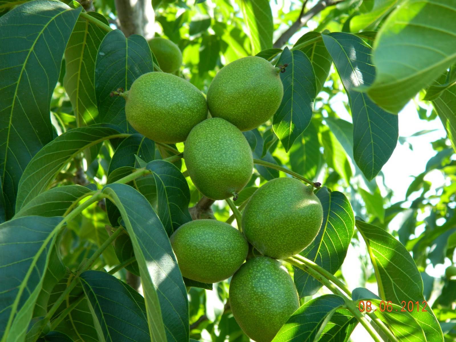 Особенности грецкого ореха самохваловичский-2: описание сорта и нюансы выращивания
