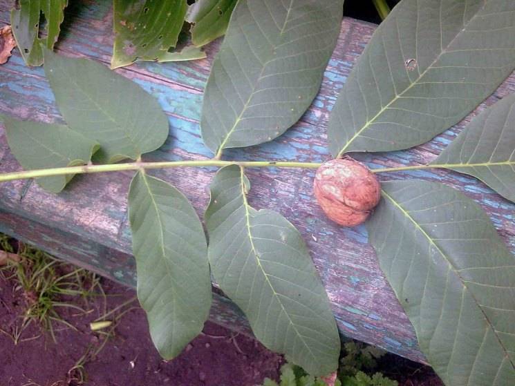 Применение листьев грецкого ореха