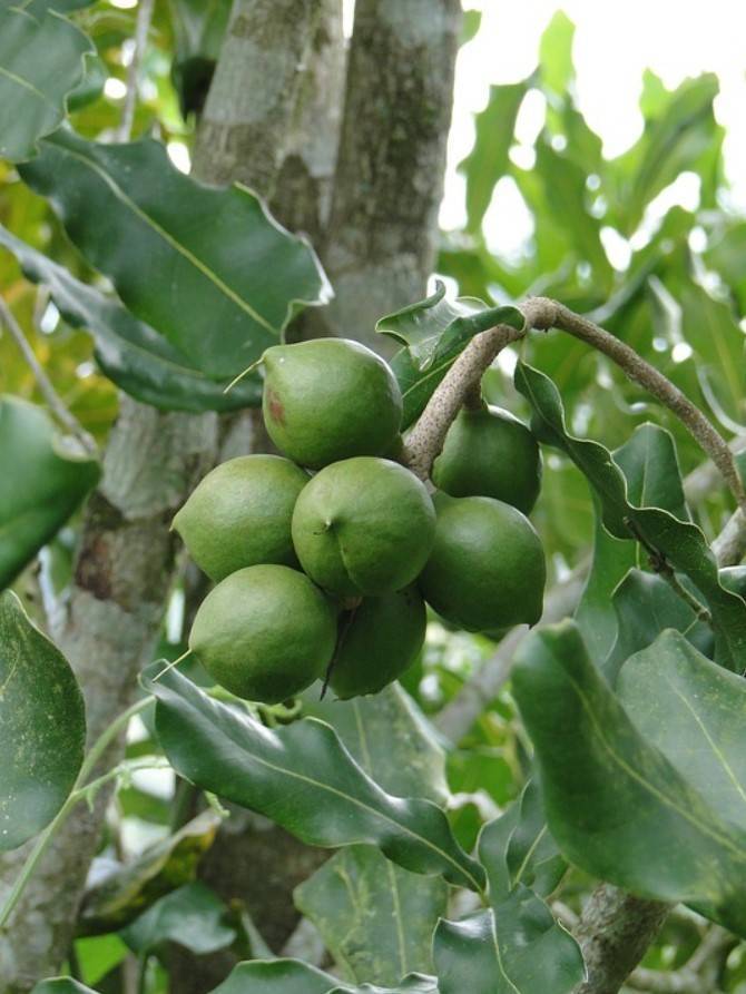 Полезные свойства макадамии и противопоказания для употребления ореха