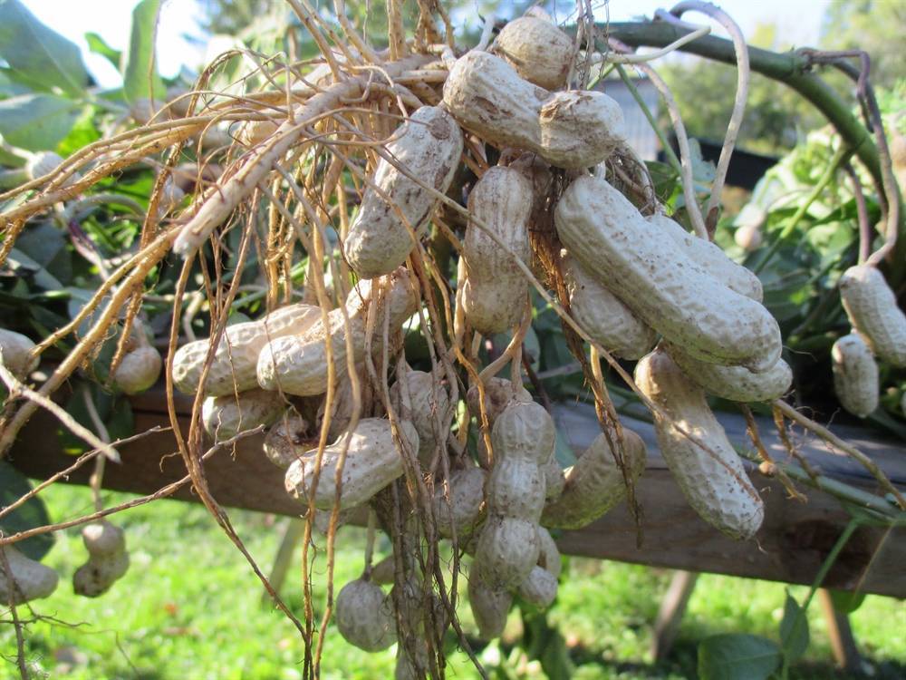 Как и где растет арахис в природе. родина арахиса