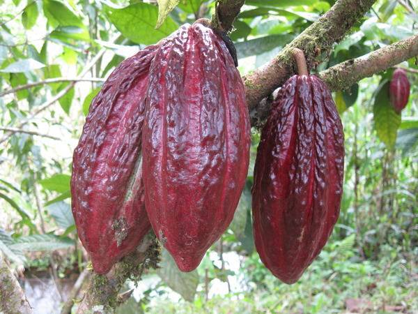 Какао — вкусный и мегаполезный