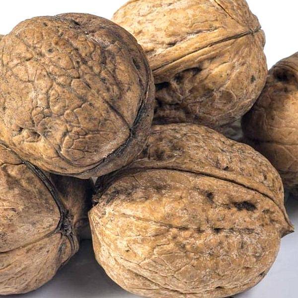 Как посадить грецкий орех из ореха – советы начинающему садоводу