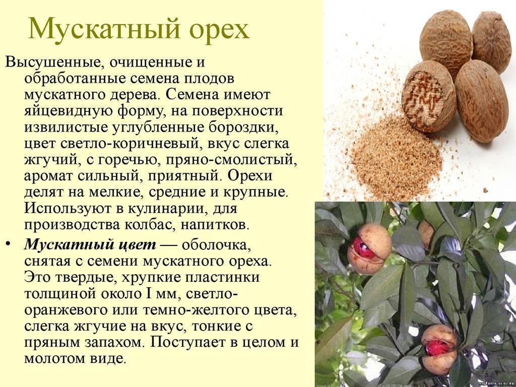 Мускатный орех: полезные свойства и противопоказания, 8 народных рецептов