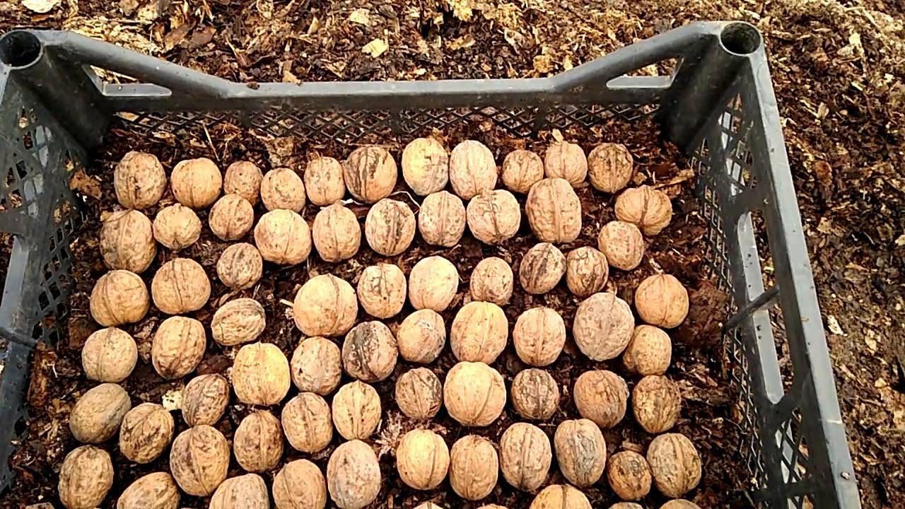 Как посадить грецкий орех в домашних условиях