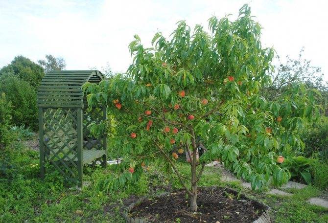 Фисташковое дерево в России. Как вырастить орех в домашних условиях дачи или огорода?