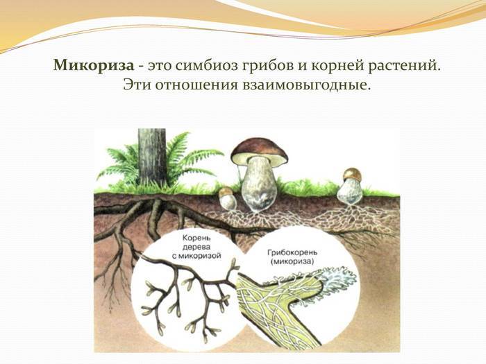 Микориза - симбиоз гриба и растения корня купить нужна примеры