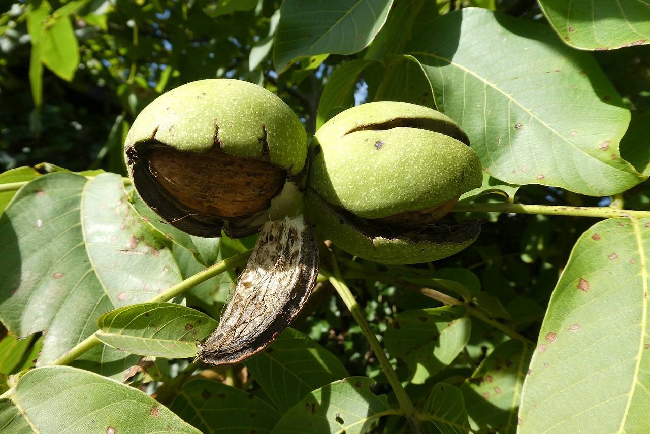 Дерево грецкий орех: как посадить и вырастить здоровое дерево? 115 фото и видео инструкции