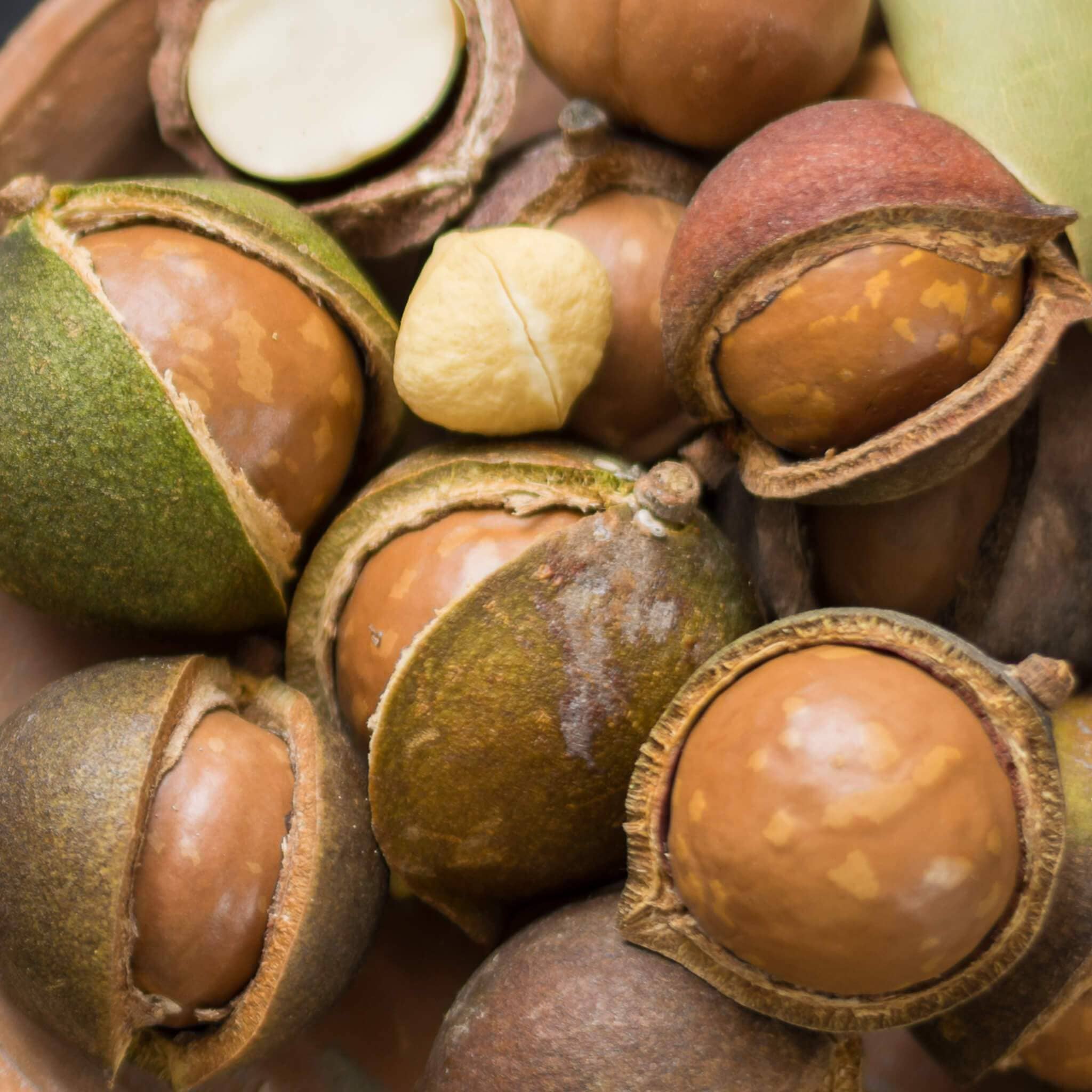 Орехи макадамия польза и вред для организма человека, сколько нужно съесть, где растет фото