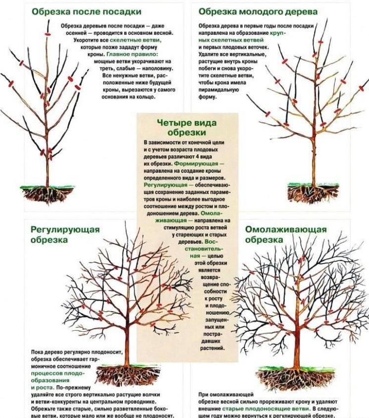 Как правильно осенью обрезать лещину и способы формирования кроны, схема - всё про сады