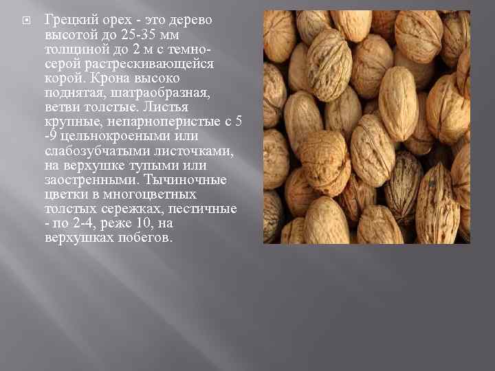 Карликовые сорта грецкого ореха: для каких регионов подходят, и высота, урожайность и другие характеристики деревьев, описание самых популярных низкорослых видов